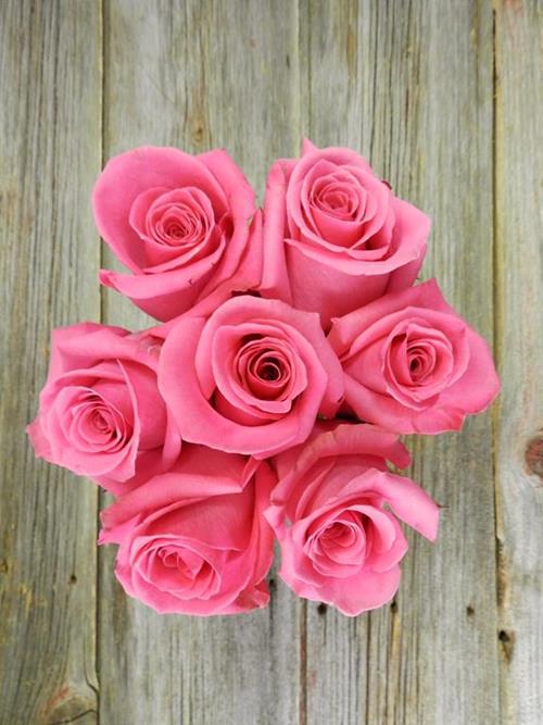 COTTON CANDY  HOT PINK ROSES